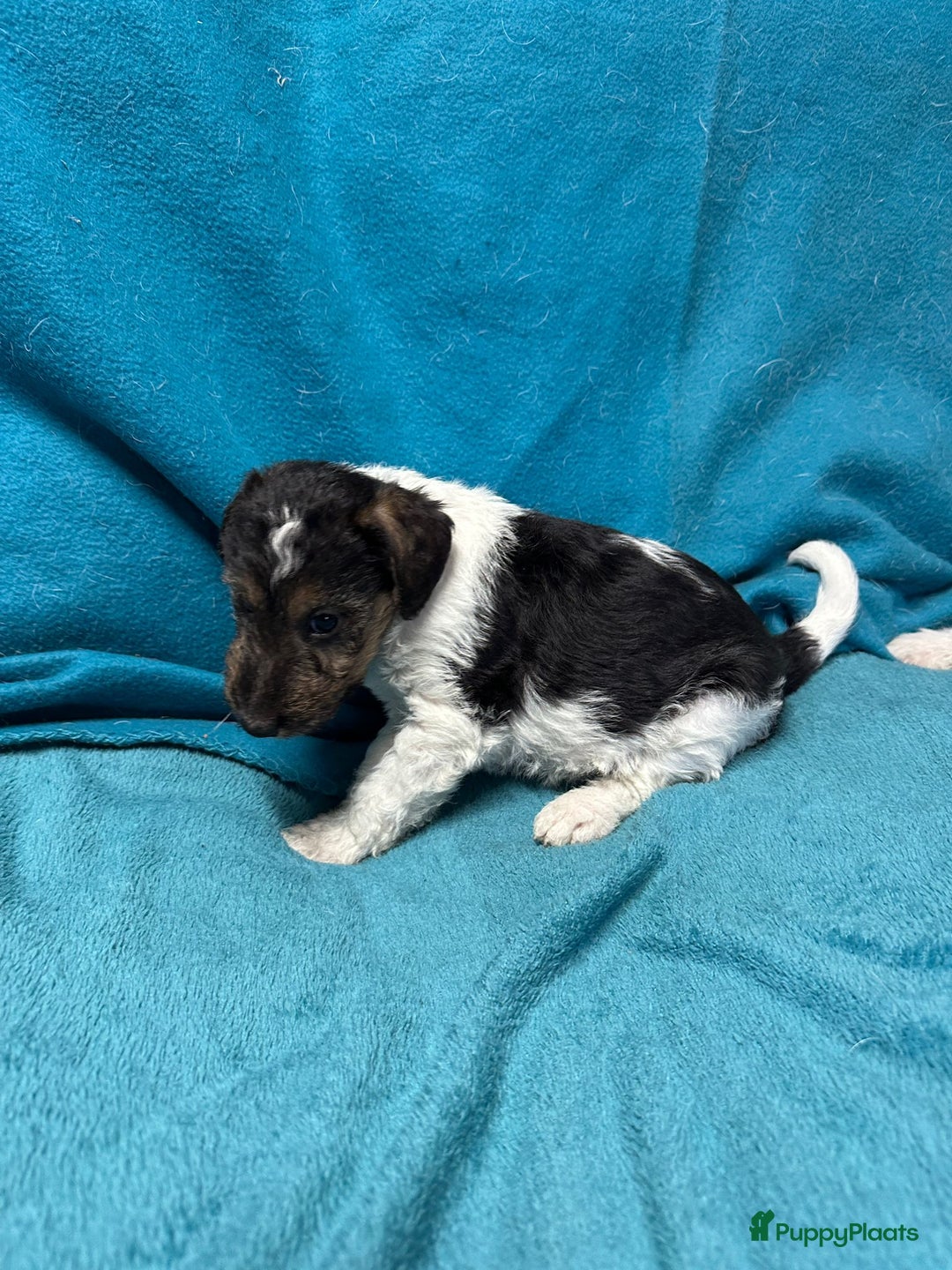 Fox Terriër Draadhaar honden te koop: Fox terrier draadhaar pups - Advertentie 10