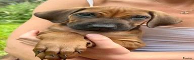 Rhodesian Ridgeback Puppy 2
