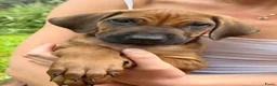 Rhodesian Ridgeback honden te koop: Rhodesian Ridgeback pups  - Advertentie 8