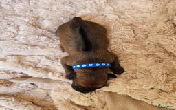 Rhodesian Ridgeback honden te koop: Rhodesian Ridgeback pups+stamboom 2reutjes 8weken  in Wierden - Afbeelding 31