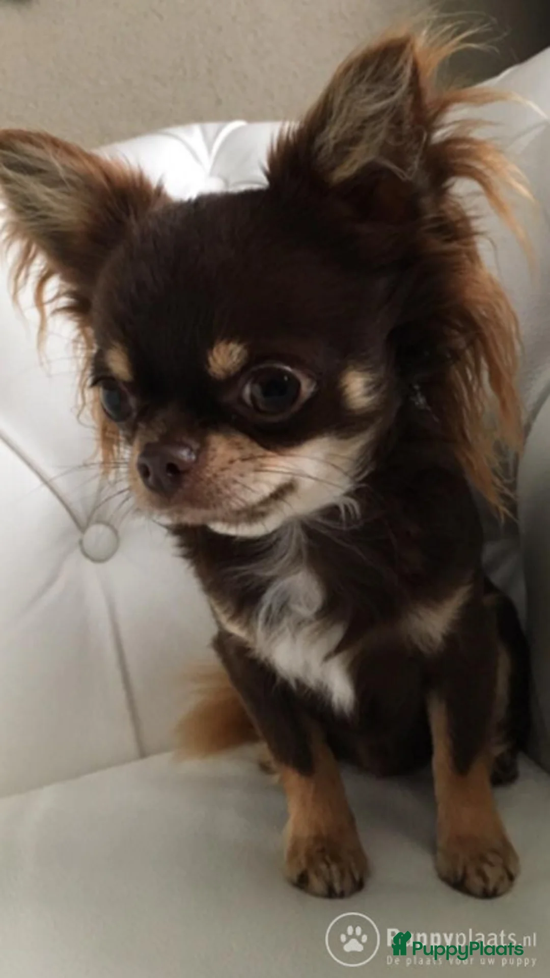 Chihuahua honden ter dekking: Chihuahua choco merle dek reu in Boxtel - Advertentie 4