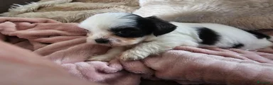 Boomer 1