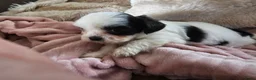 Boomer honden te koop: Boomer - Advertentie 2