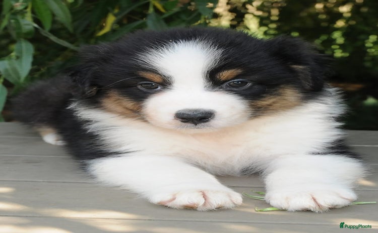 Australian Shepherd honden - Advertentie 5