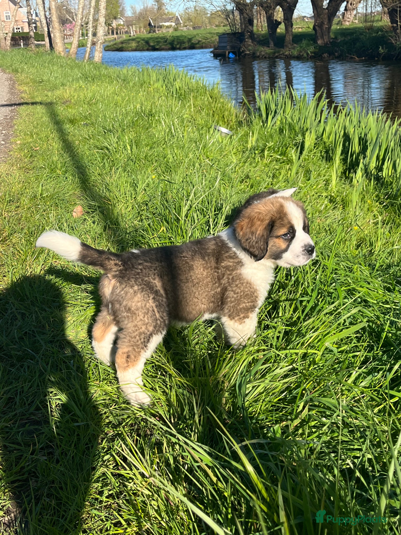 Kruising honden Super lieve Sint Berner pups - Advertentie 1