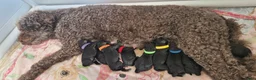 Kruising honden te koop: Medium Multigen labradoodle pups - Advertentie 4
