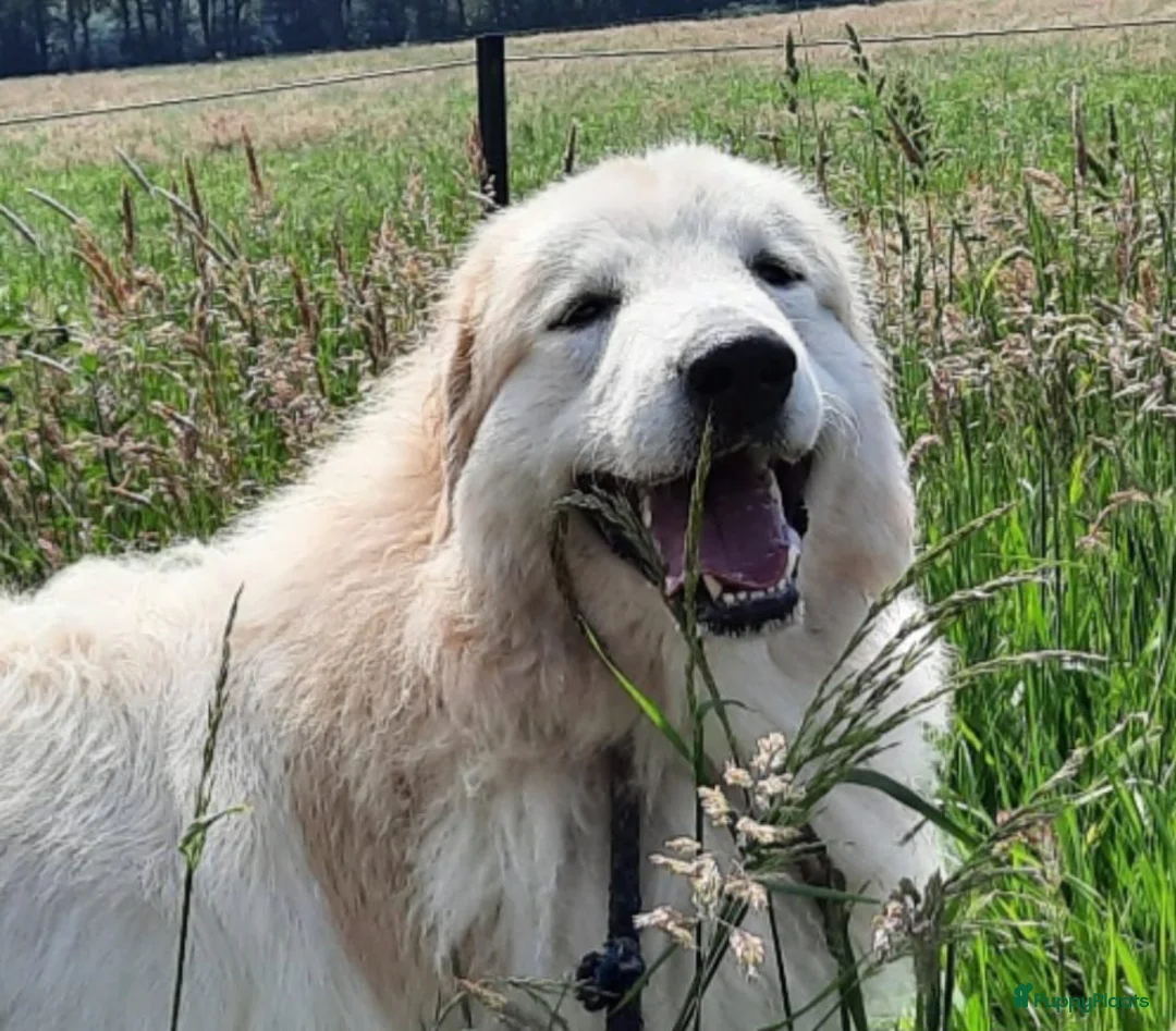 Pyreneese Berghond honden te koop: Pyreneese Berghond pups - Advertentie 4