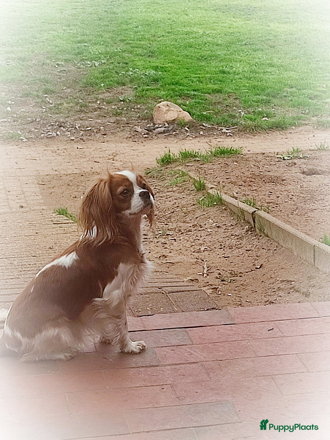 Cavapoo honden te koop: Prachtige cavapoo pups - Advertentie 12