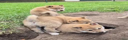 Kruising honden te koop: Shiba inu pups 8 weken (kwart pomeriaan) - Advertentie 30