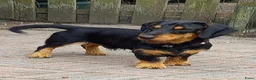 Ruwhaar Teckel honden te koop: Prachtige Standaard Ruwhaar Teckelpuppy’s ,  - Advertentie 11