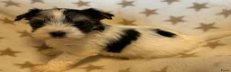 Yorkshire Terriër honden te koop: Biewer reutjes beschikbaar voor reservering - Advertentie 8