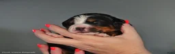 Berner Sennenhond honden te koop: Mooie Bernerpups - Advertentie 1