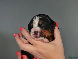 Berner Sennenhond honden Mooie Bernerpups - Advertentie 1