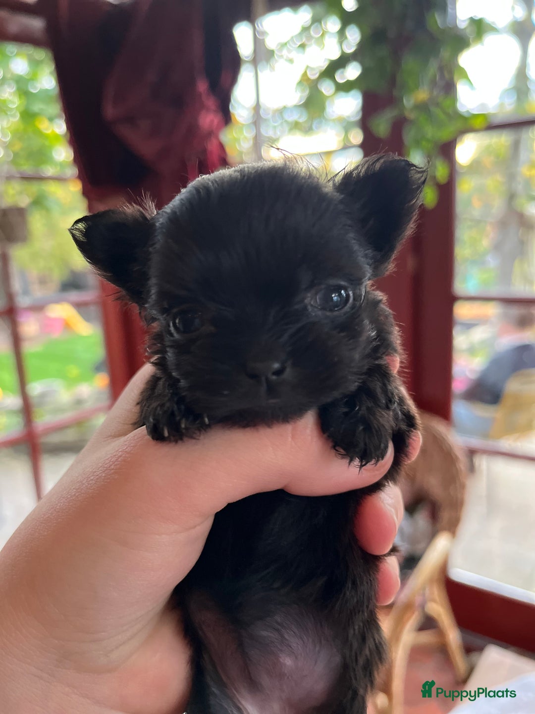 Kruising honden te koop: Kruising Boomer chihuahua !!nog twee beschikbaar!! - Advertentie 27