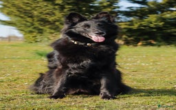 Kruising honden te koop: Nestaankondiging outcross zwitserse witte herder  - Afbeelding 6