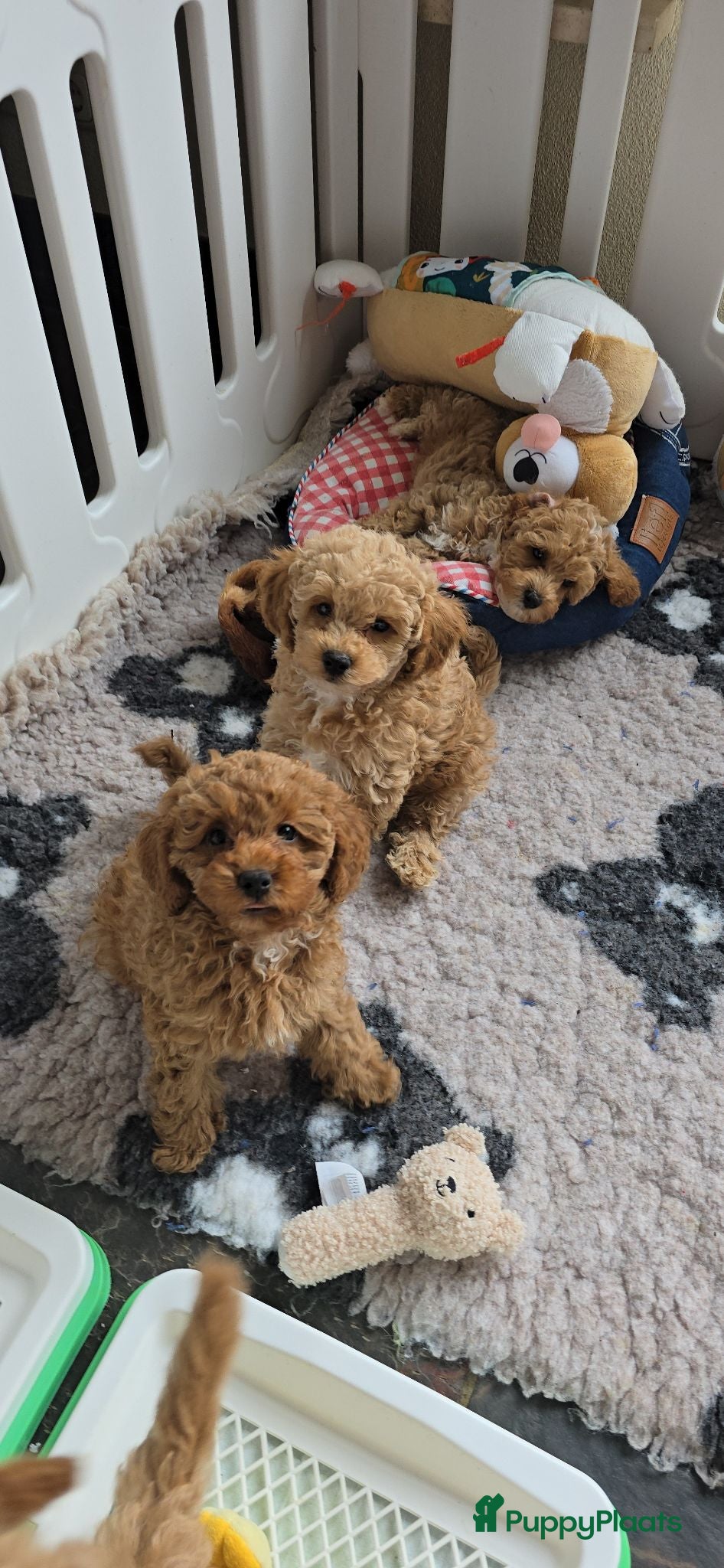 Maltipoo honden Mooie Maltipoo maltipo Pups puppies ( toy poedel ) - Advertentie 2