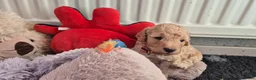 Cockapoo honden te koop: Kleine maat cockapoo pups - Advertentie 9