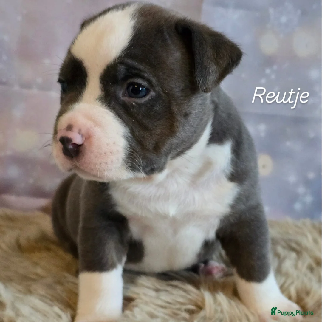 Amerikaanse Bully honden te koop: American Bully XL pups ABKC stamboom - Advertentie 13