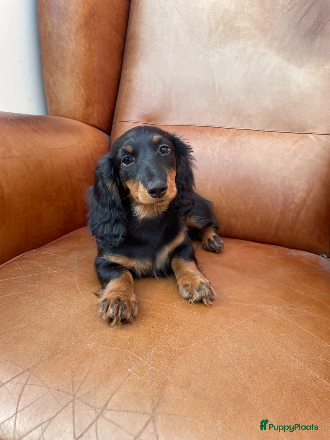 Teckel (langhaar) honden te koop: Leuke standaard langharige teckelpups - Advertentie 2