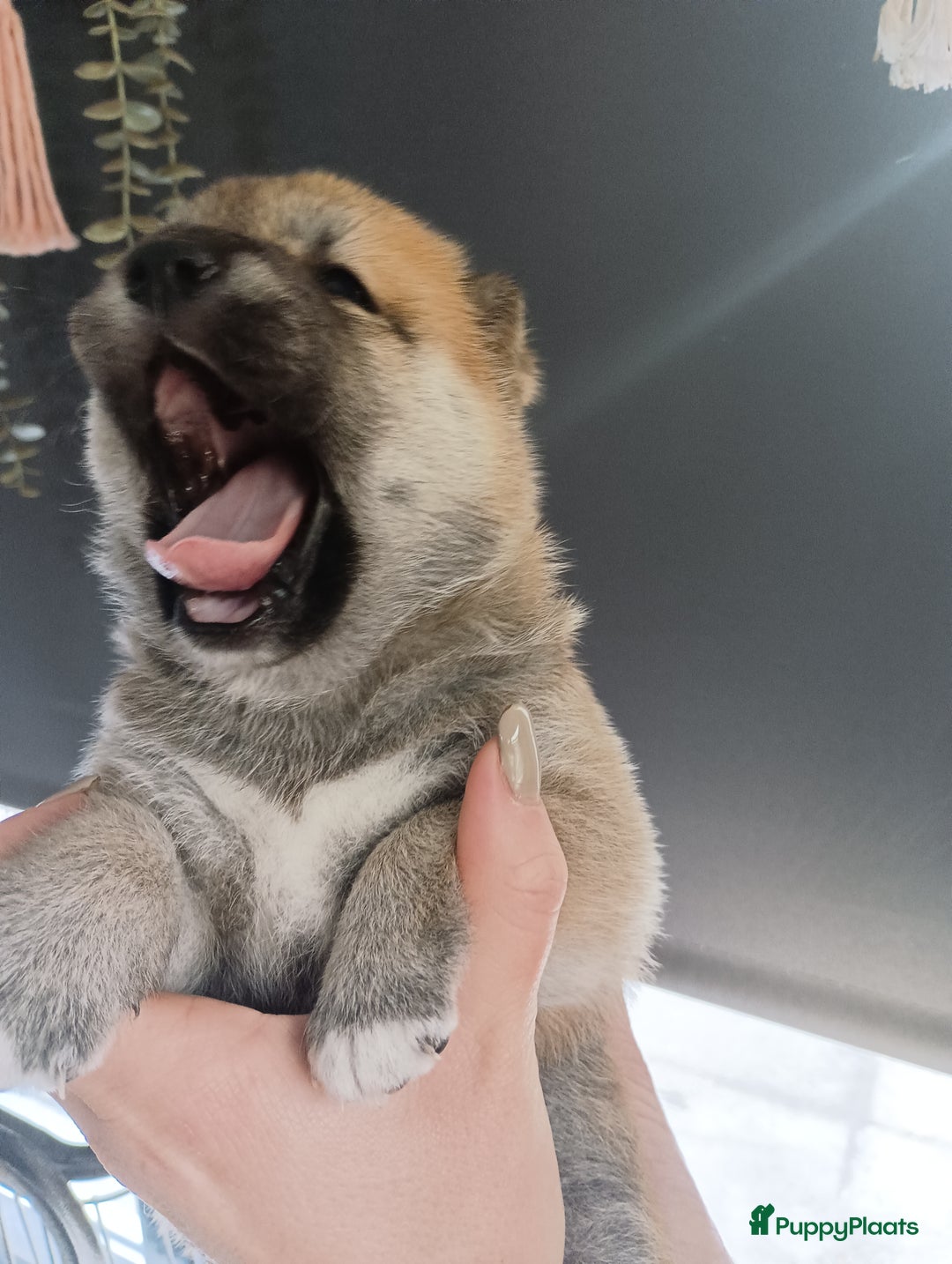 Shiba honden te koop: Shiba Inu pups beschikbaar  - Advertentie 4