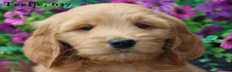 Goldendoodle honden te koop: Mooie Goldendoodle pups - Advertentie 29