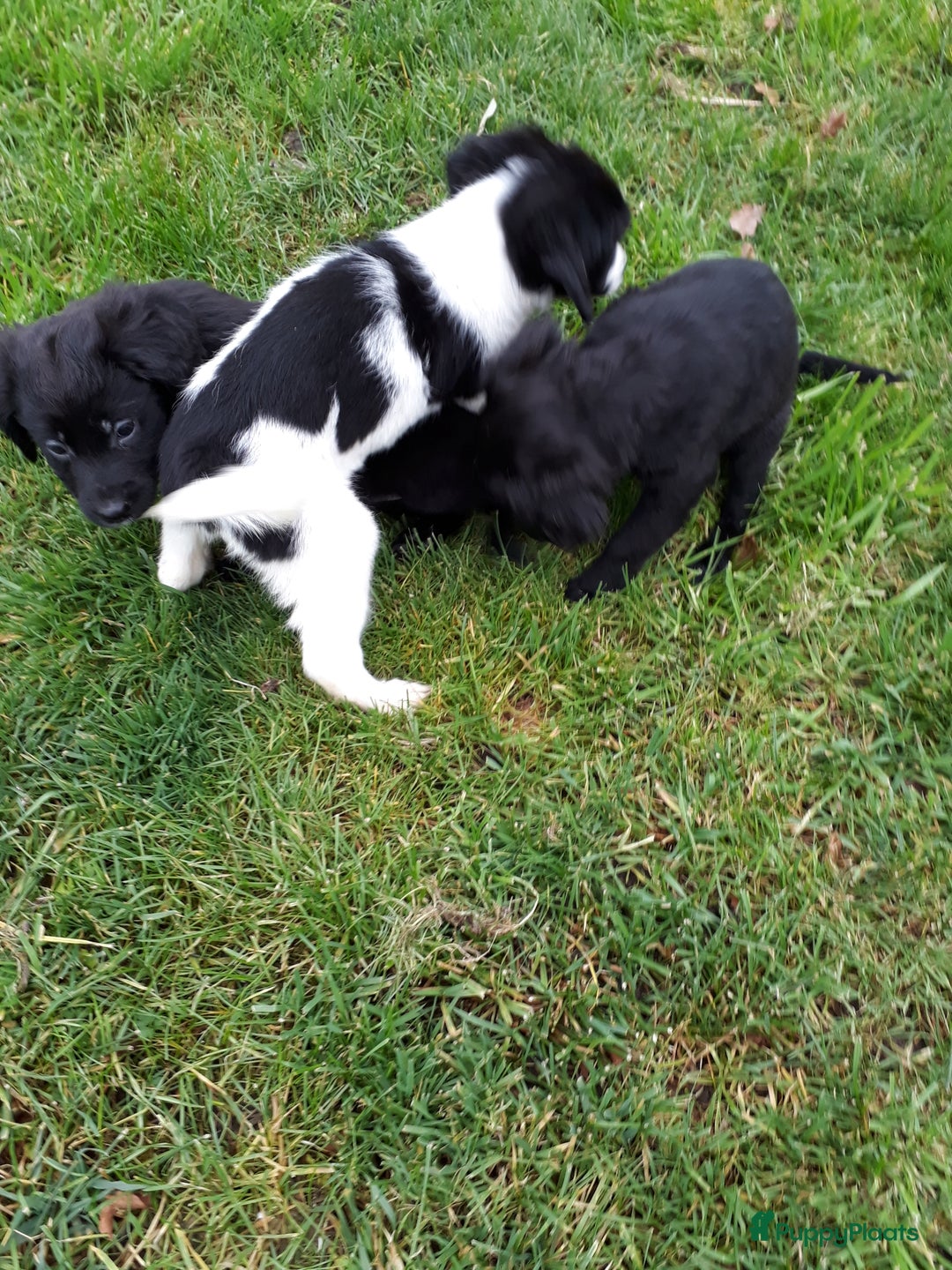 Kruising honden te koop: Leuke en lieve kruising pups(1 reutje beschikbaar) - Advertentie 4