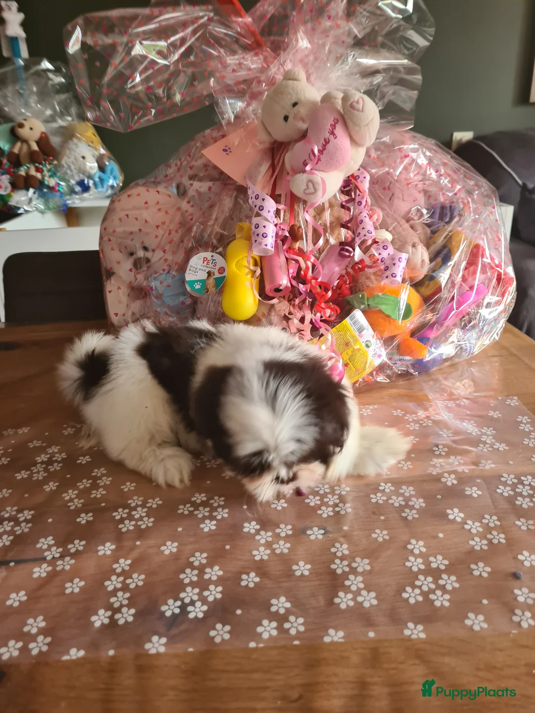 Shih Tzu honden te koop: Shihtzu choco pups in Hendrik-Ido-Ambacht - Advertentie 2