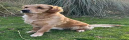 Golden Retriever honden te koop: Te koop: Golden Retriever pups - Advertentie 4