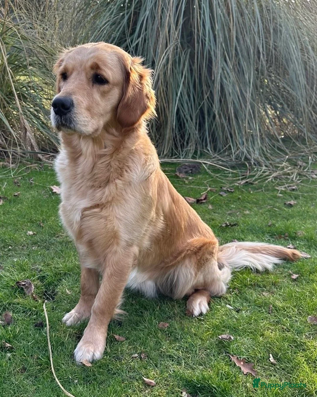 Golden Retriever honden te koop: Te koop: Golden Retriever pups - Advertentie 4