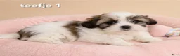 Boomer honden te koop: Super mooie boomer pups. Shih tzu  - Advertentie 4