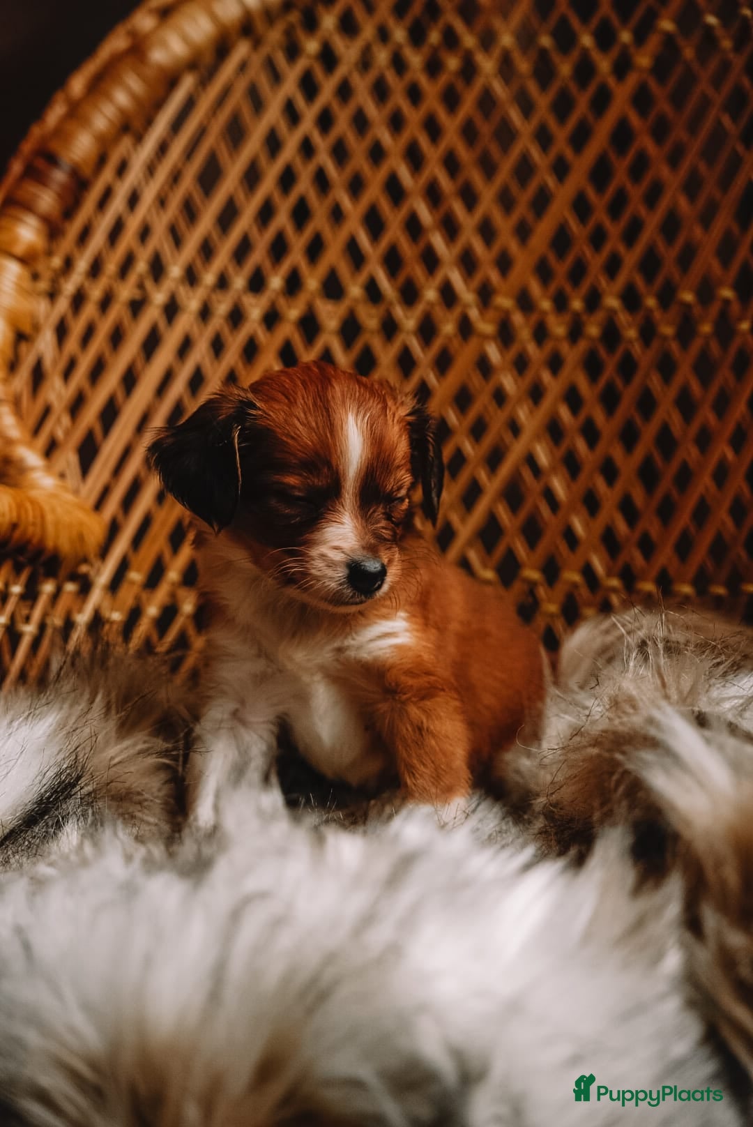 Kooikerhondje honden te koop: 8 week oude kooikerpups op zoek naar warm thuis. - Advertentie 16