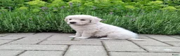 Golden Retriever honden te koop: Te koop lieve prachtige golden retriever pups - Advertentie 3