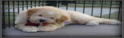 Labradoodle honden te koop: Labradoodle pup reutje Volledig geent. - Advertentie 1
