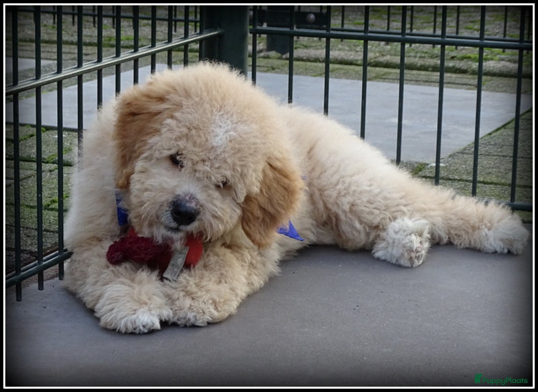 Labradoodle honden te koop: Labradoodle pup reutje Volledig geent. - Advertentie 1