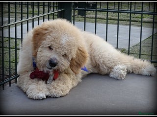 Labradoodle honden Labradoodle pup reutje Volledig geent. - Advertentie 1