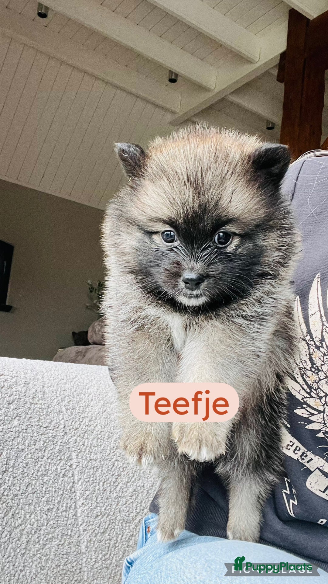 Pomsky honden te koop: Pomsky pups  - Advertentie 12