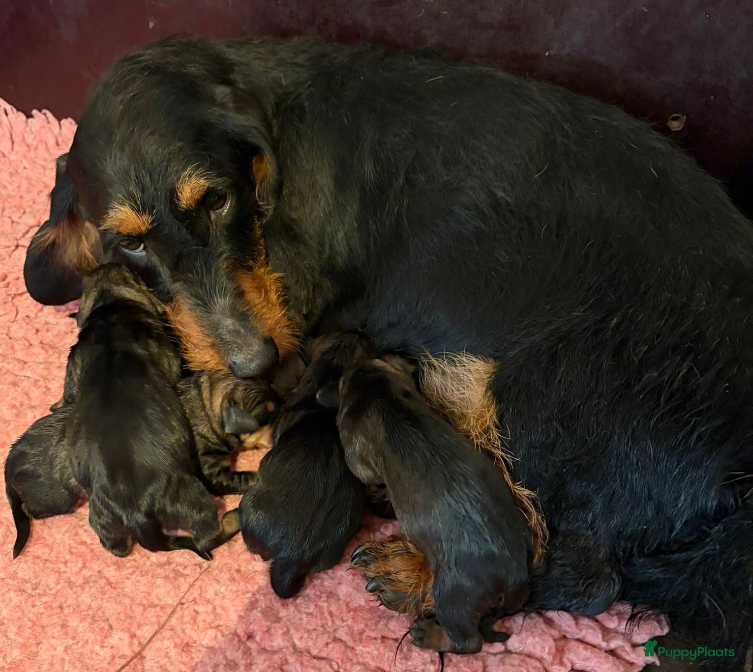 Ruwhaar Teckel honden Ruwhaar standaar wildkleur pups beschikbaar  - Advertentie 1