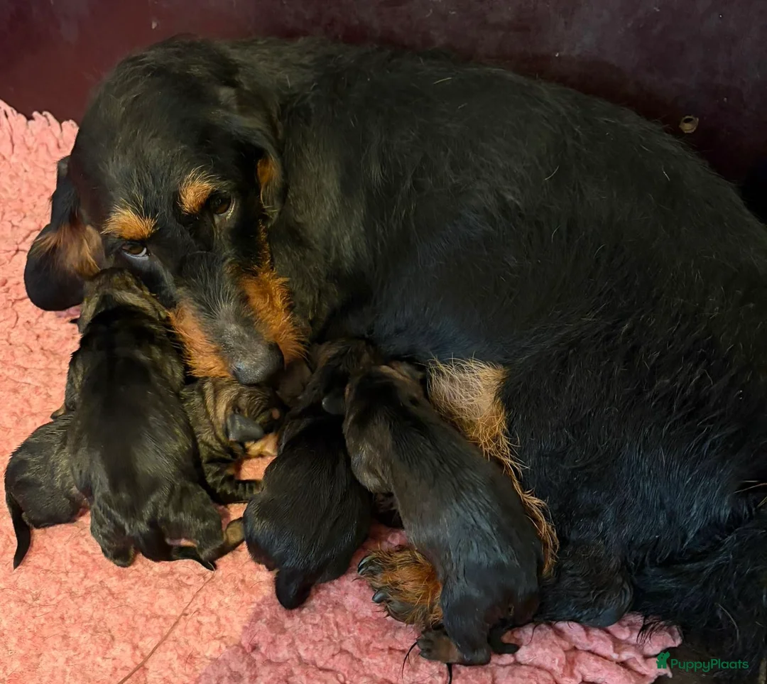 Ruwhaar Teckel honden te koop: Ruwhaar standaar wildkleur pups beschikbaar  - Advertentie 1