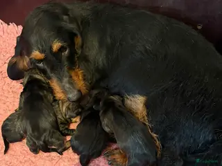 Ruwhaar Teckel honden Ruwhaar standaar wildkleur pups beschikbaar - Advertentie 3