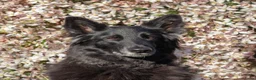 Kruising honden te koop: Nestaankondiging zwitserse witte herder outcross  - Advertentie 3