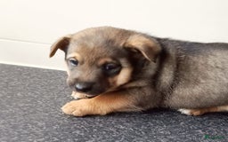 Jack Russel Terriër honden te koop: Pups: Jack Russel X Keeshond - Afbeelding 7