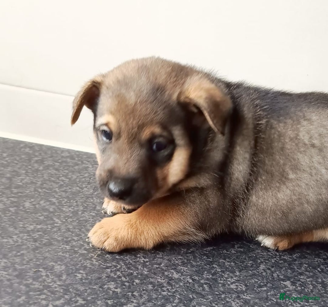 Jack Russel Terriër honden te koop: Pups: Jack Russel X Keeshond - Afbeelding 7