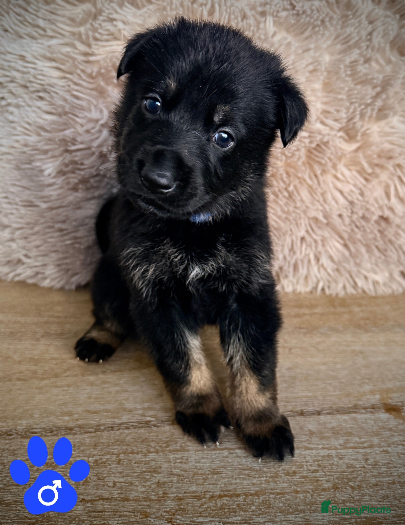 Duitse Herder honden Exclusief nest – Duitse Herder pups met stamboom - Advertentie 2