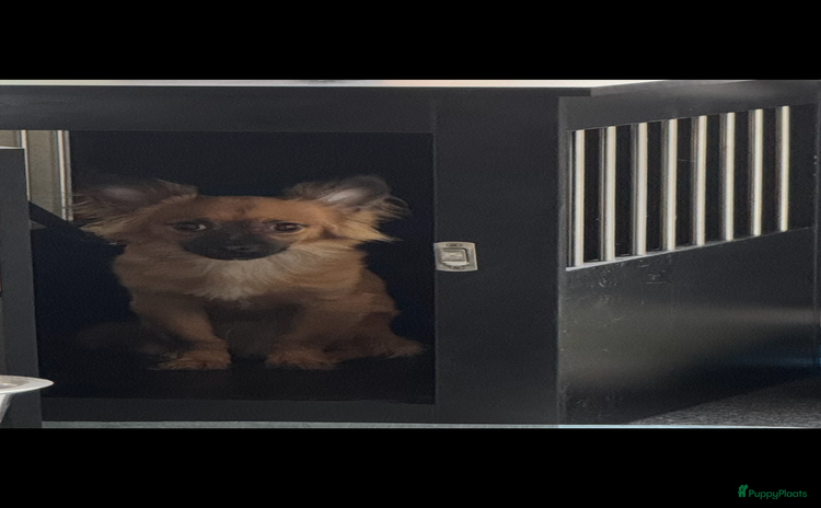 Chihuahua honden - Advertentie 12