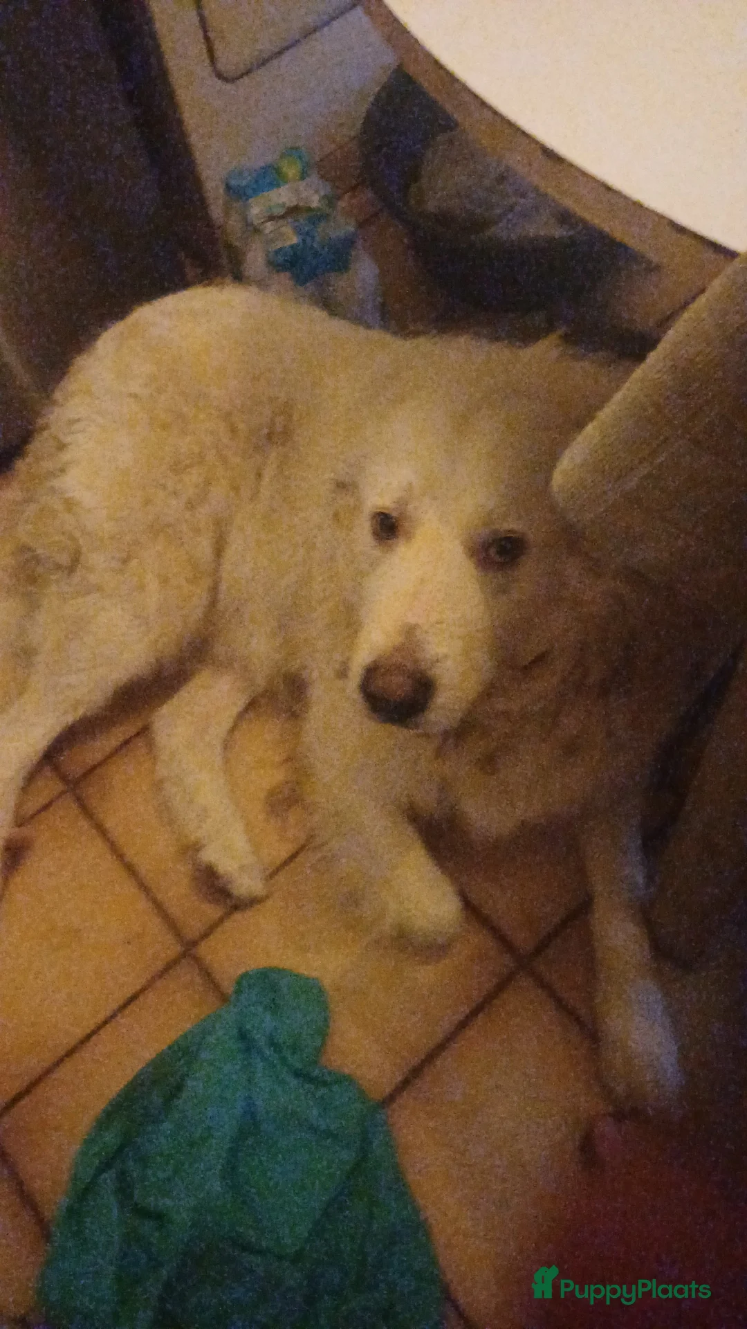 Berghond van de Maremmen en Abruzzen honden te koop: Happy zoekt baasje - Advertentie 3