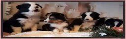 Border Collie honden te koop: Prachtige, lieve Border Collie pups - Advertentie 9
