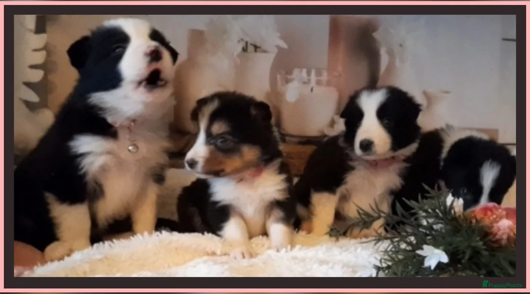 Border Collie honden te koop: Prachtige, lieve Border Collie pups - Advertentie 9