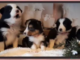 Border Collie honden Prachtige, lieve Border Collie pups - Advertentie 1