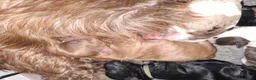 Shih Tzu honden te koop: Shih tzu pups  - Advertentie 9