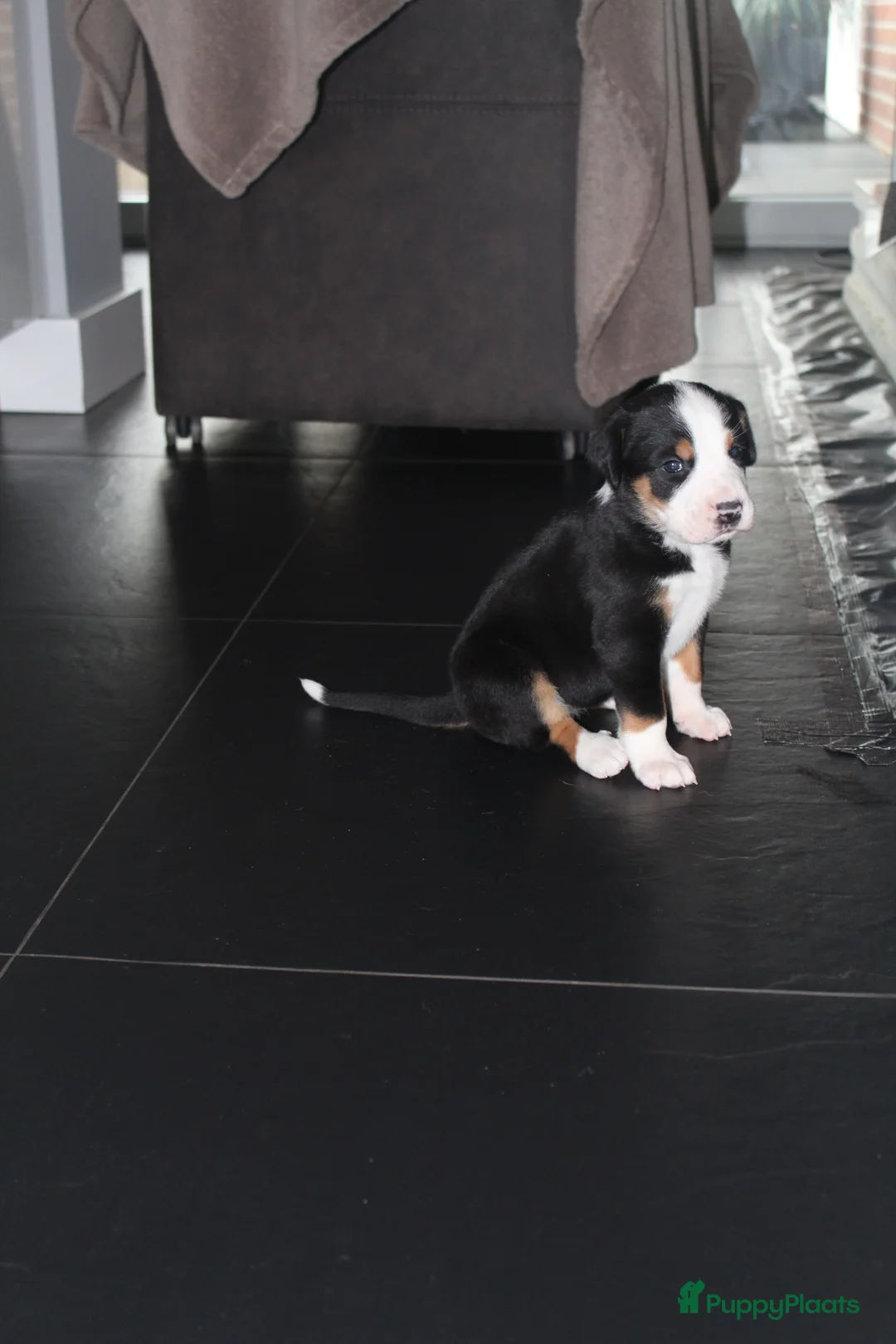 Grote Zwitserse Sennenhond honden te koop: Super leuke grote Zwitserse Sennen pups - Advertentie 23